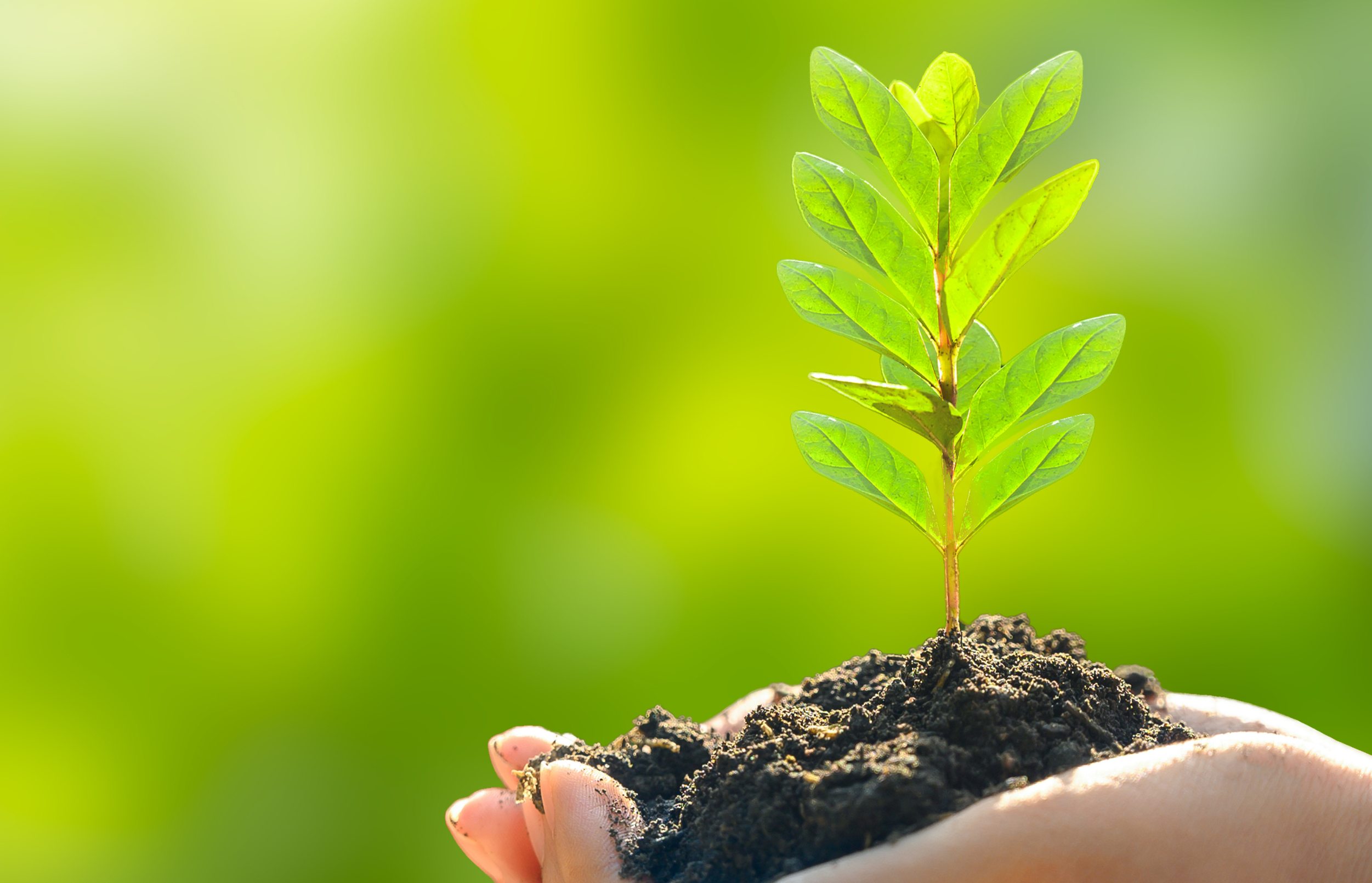 SUIKOのミネラルコスメパッケージは「バガス紙」を使用！SDGsへの取り組みについても紹介