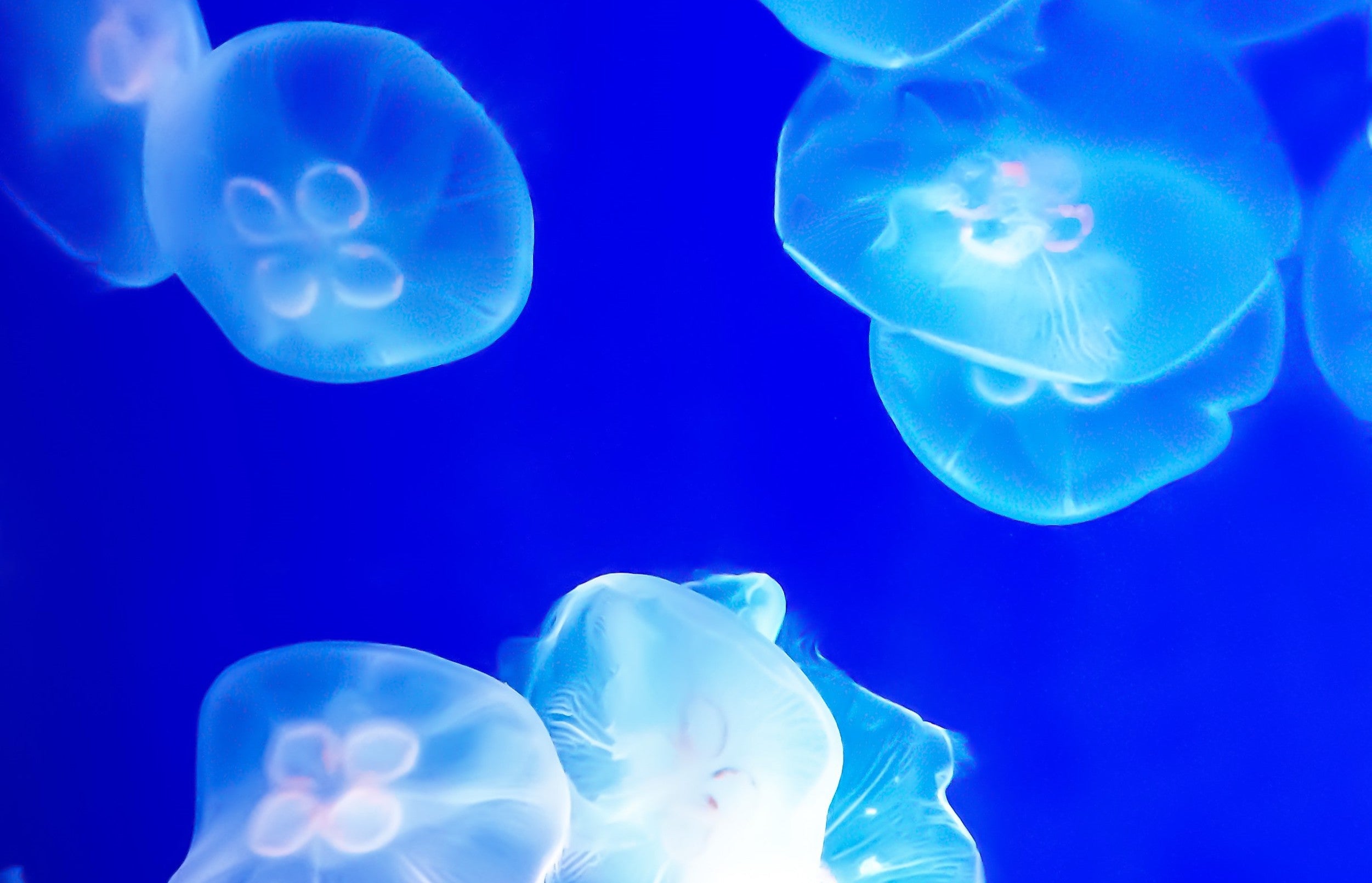 話題のクラゲコラーゲンを紹介！ハリ・弾力のある艶やかな肌へ導く秘密