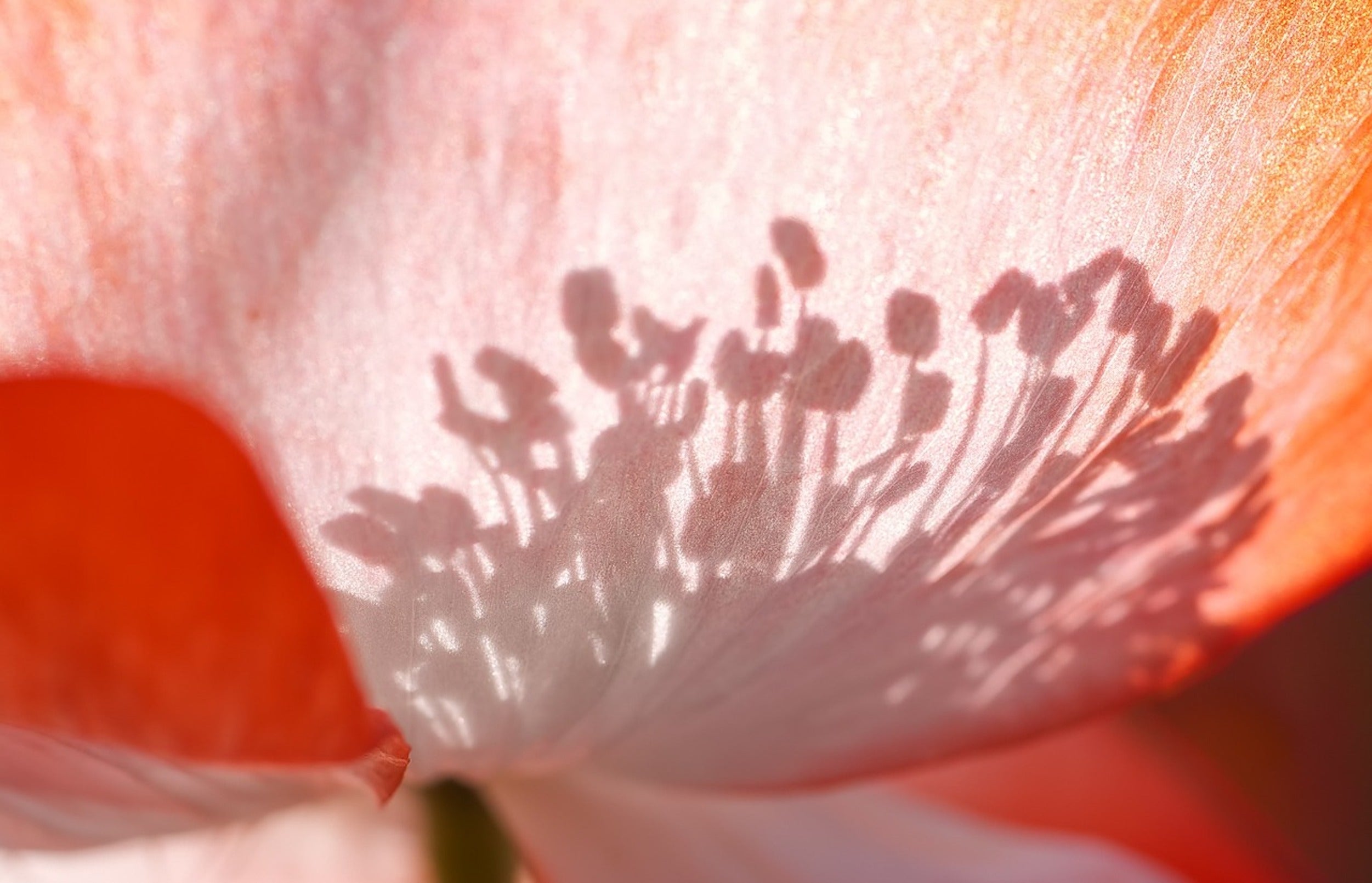 肌荒れしたくない！花粉と肌の関係やセルフ対策について解説