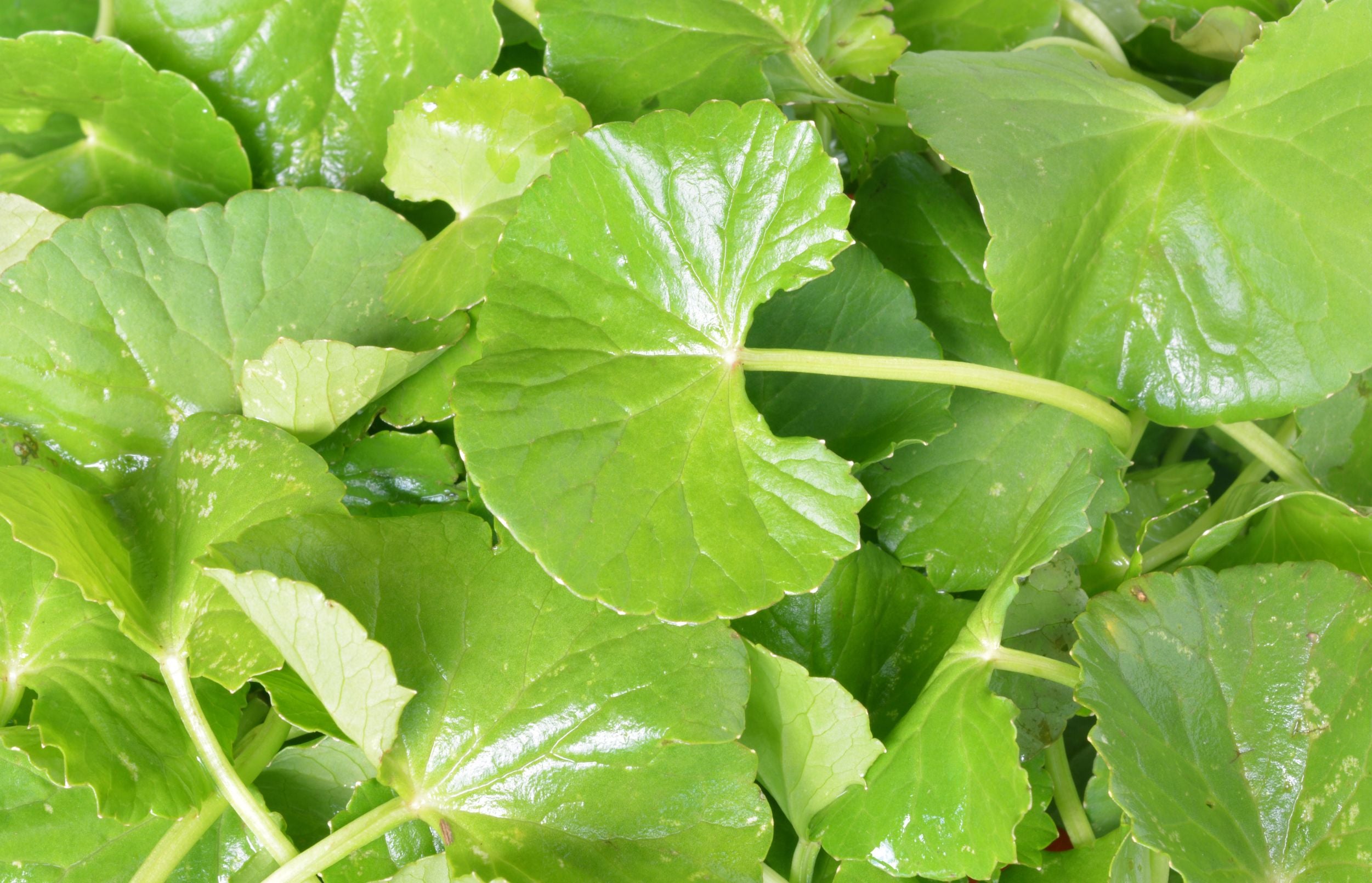 肌荒れに効くCICAを紹介！期待できる効果やおすすめの人